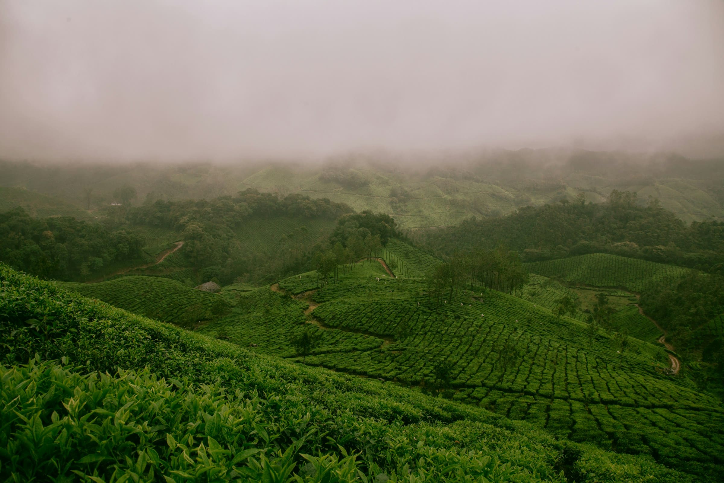 Rows of tea bushes on misty hills